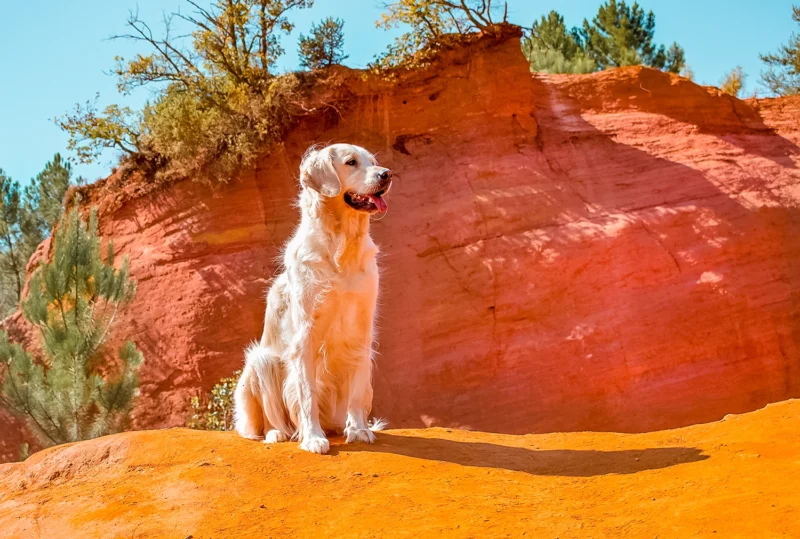 Le Colorado Provençal avec son chien goldntravels