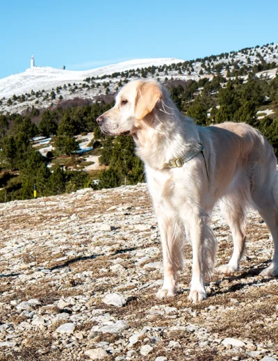 Le Mont Ventoux avec son chien