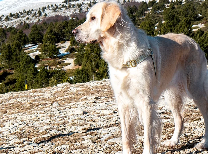 Le Mont Ventoux avec son chien
