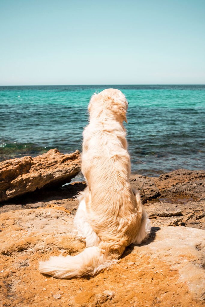 Les Calanques de Carry-le-Rouet avec son chien