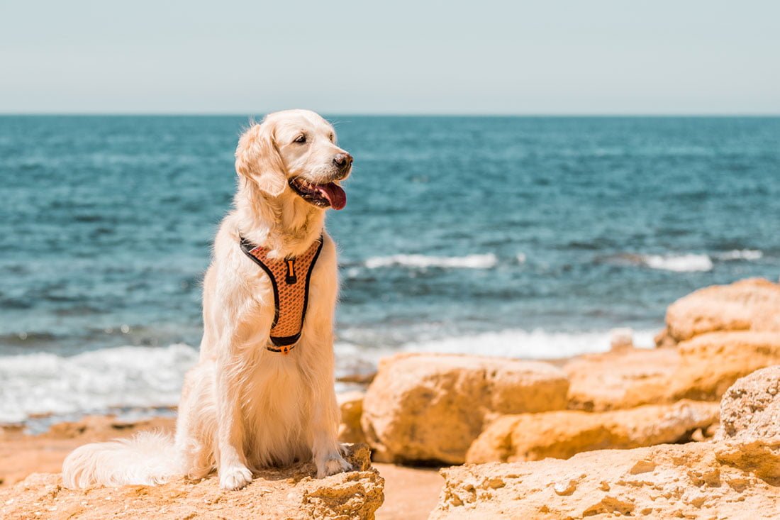 Les Calanques de Carry-le-Rouet avec son chien