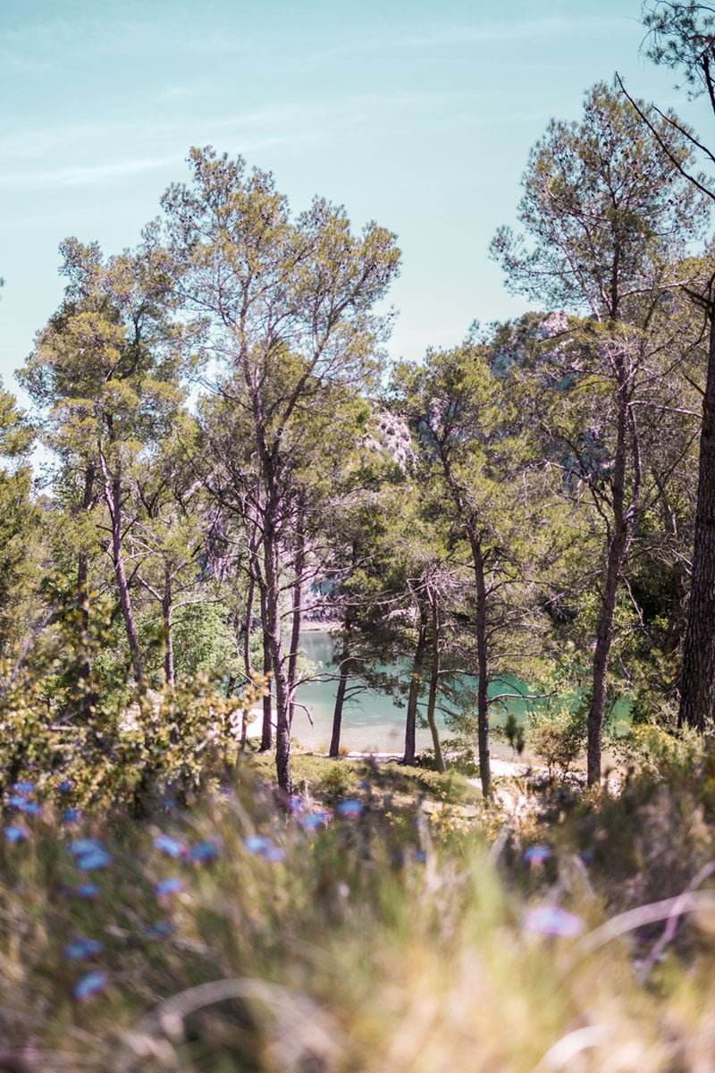 Forêt du Lac de Peiroou Saint Remy de Provence avec son chien (14)