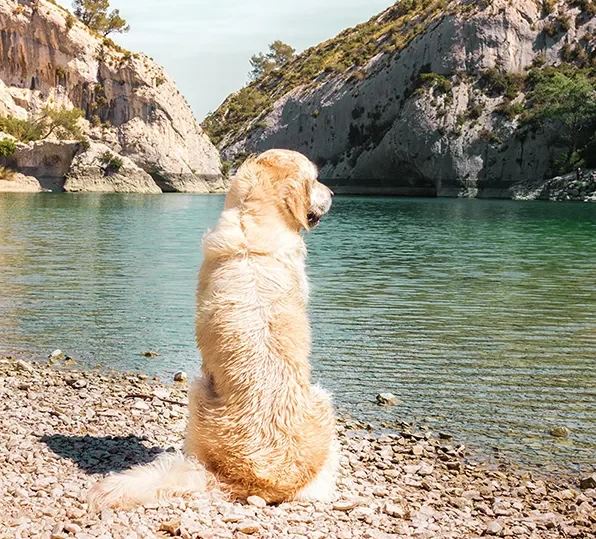 peut-on allerau Lac de Peiroou Saint Remy de Provence avec son chien