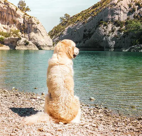 peut-on allerau Lac de Peiroou Saint Remy de Provence avec son chien