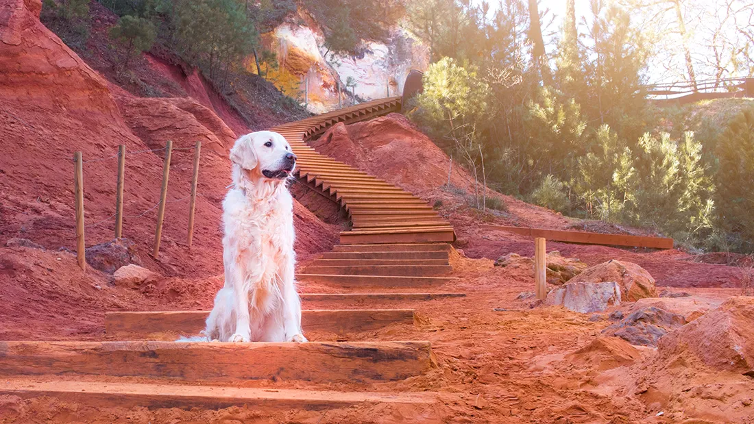 Chien explorant les paysages des ocres de Roussillon lors d'une promenade matinale."