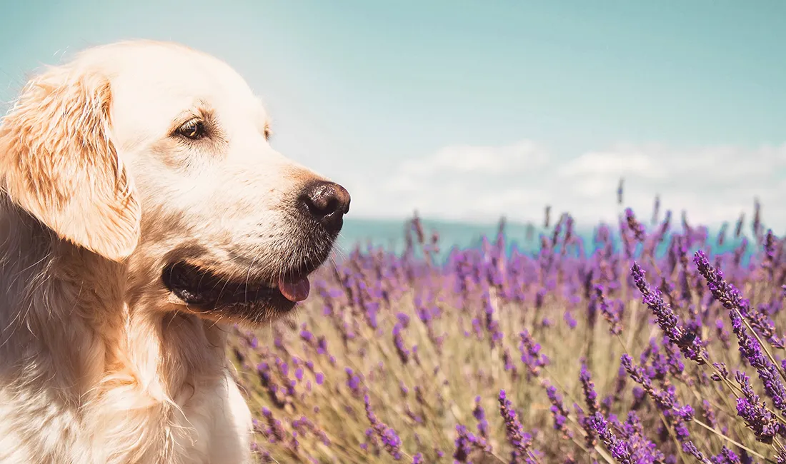 Chien se relaxant dans un champ de lavande sous le soleil du Sud de la France