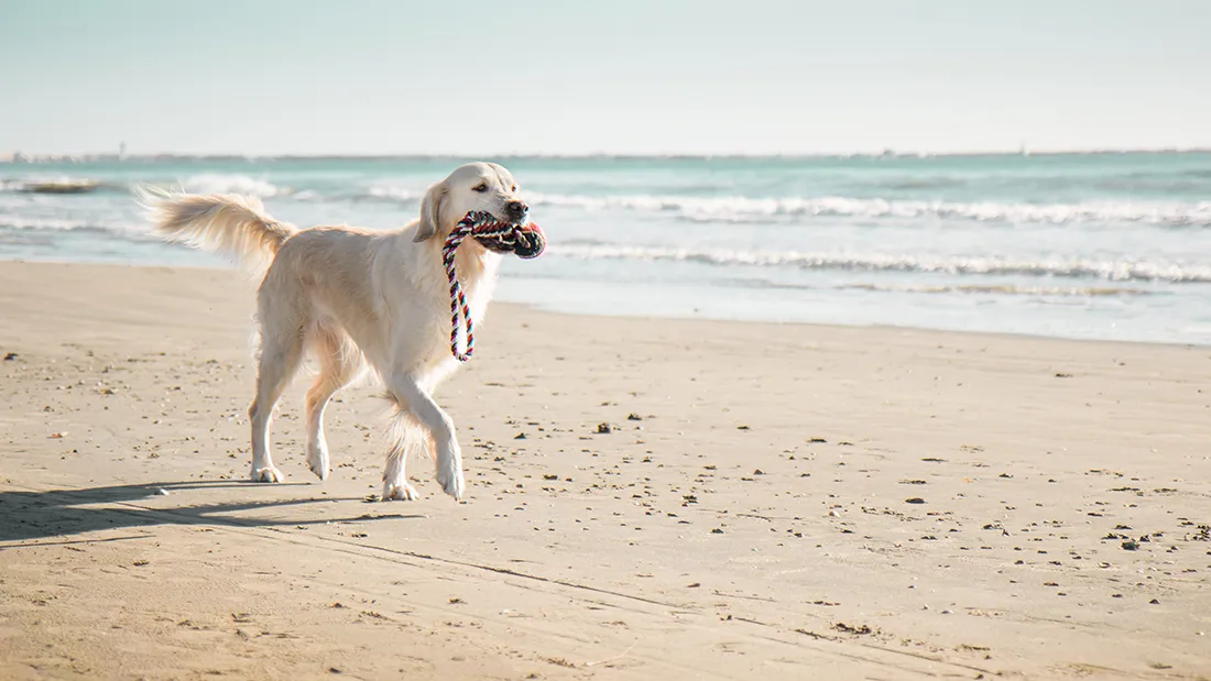 Chien jouant sur une plage méditerranéenne pendant les vacances d'été