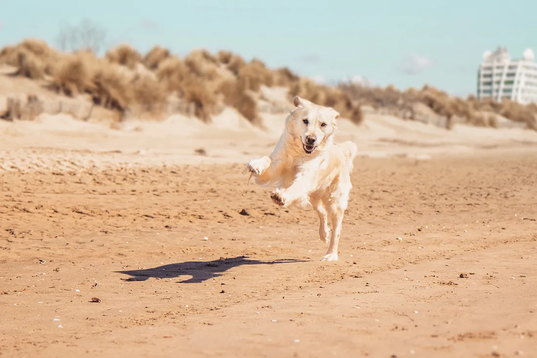 Chien jouant dans les vagues sur une plage du sud de la France.