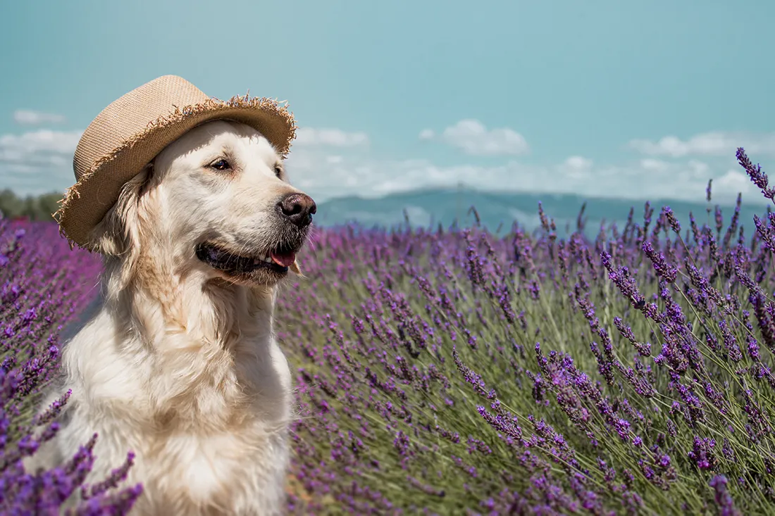 Chien assis dans un champ de lavande en pleine floraison en Provence en vacances dans le sud de la France.