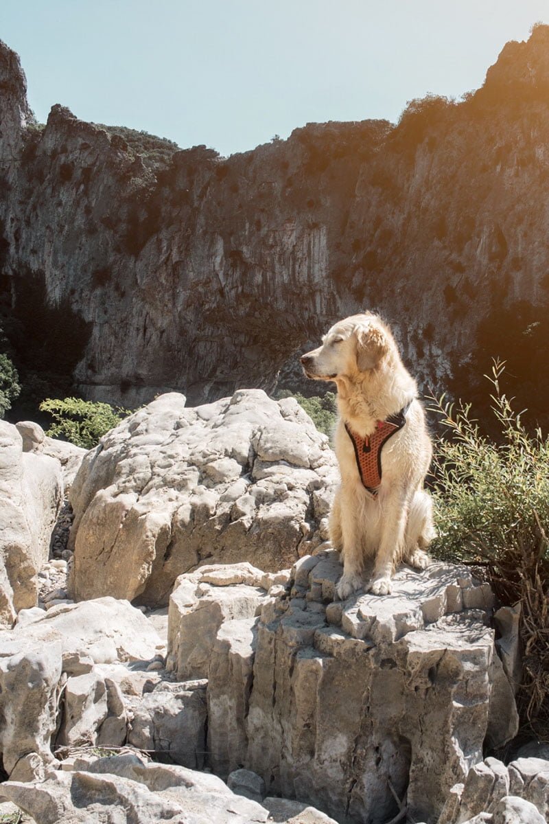 Vallon Pont d'arc avec son chien