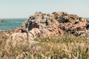 Cani-randonnée Bretagne GR34 avec son chien