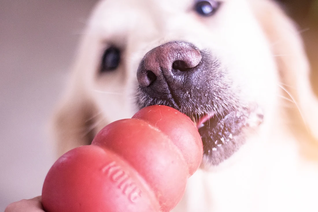 Recette maison kong pour chien