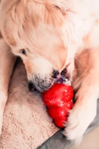 Un golden avec un jouet Kong