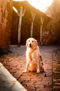 Collonges-la-rouge avec son chien (