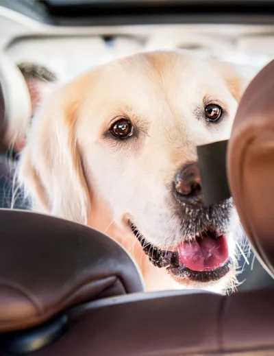 Comment voyager avec un chien en voiture