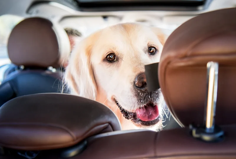 Comment voyager avec un chien en voiture