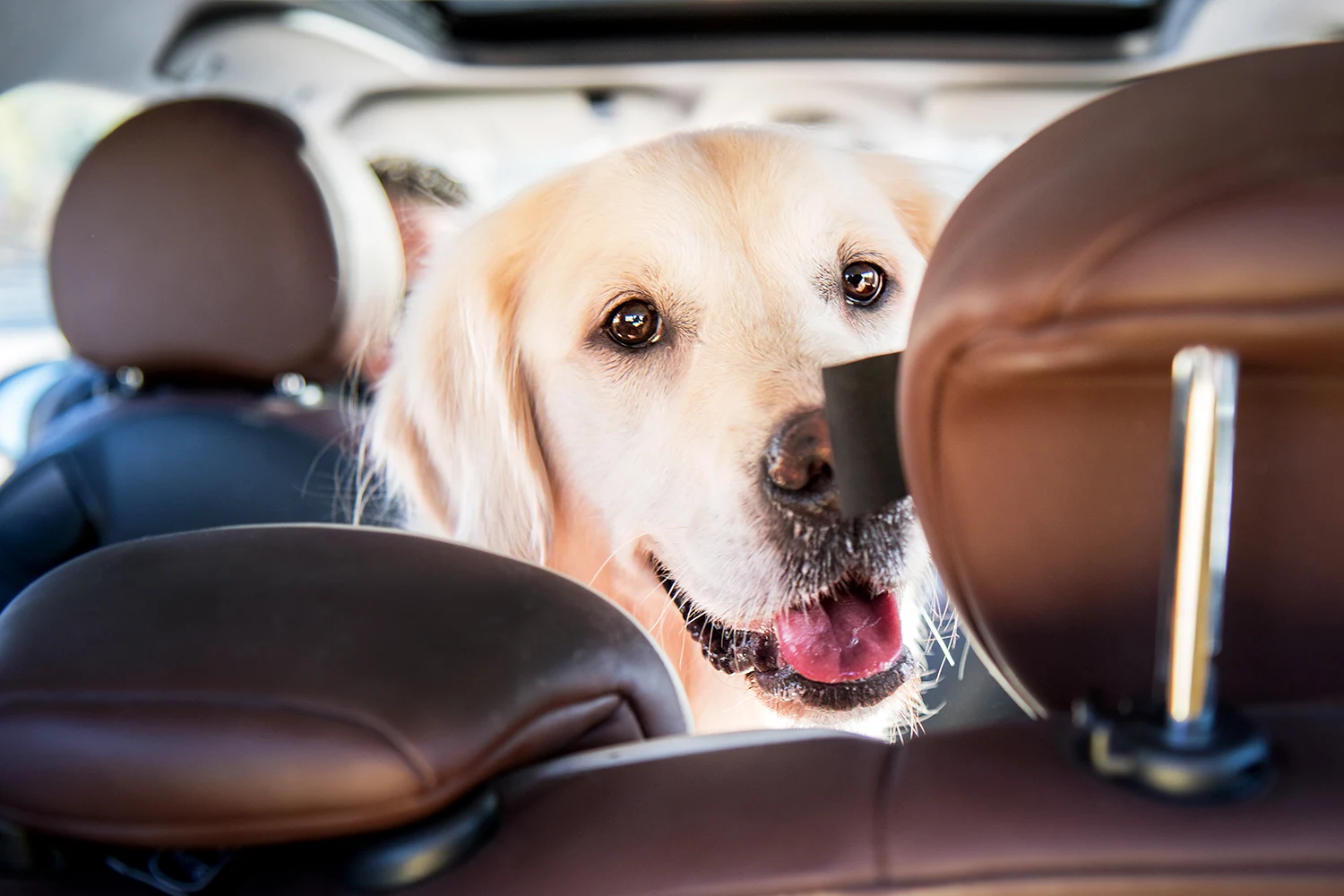 Comment voyager avec un chien en voiture