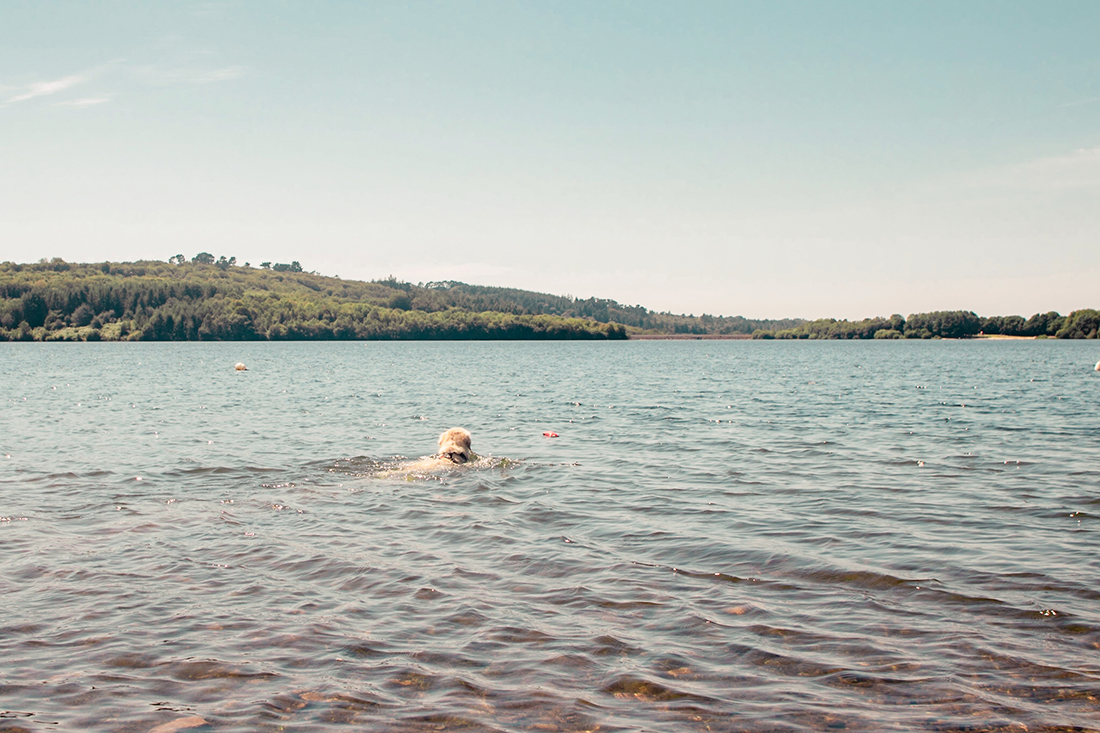 Lac du Drennec avec son chien