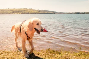 Lac du Drennec avec son chien