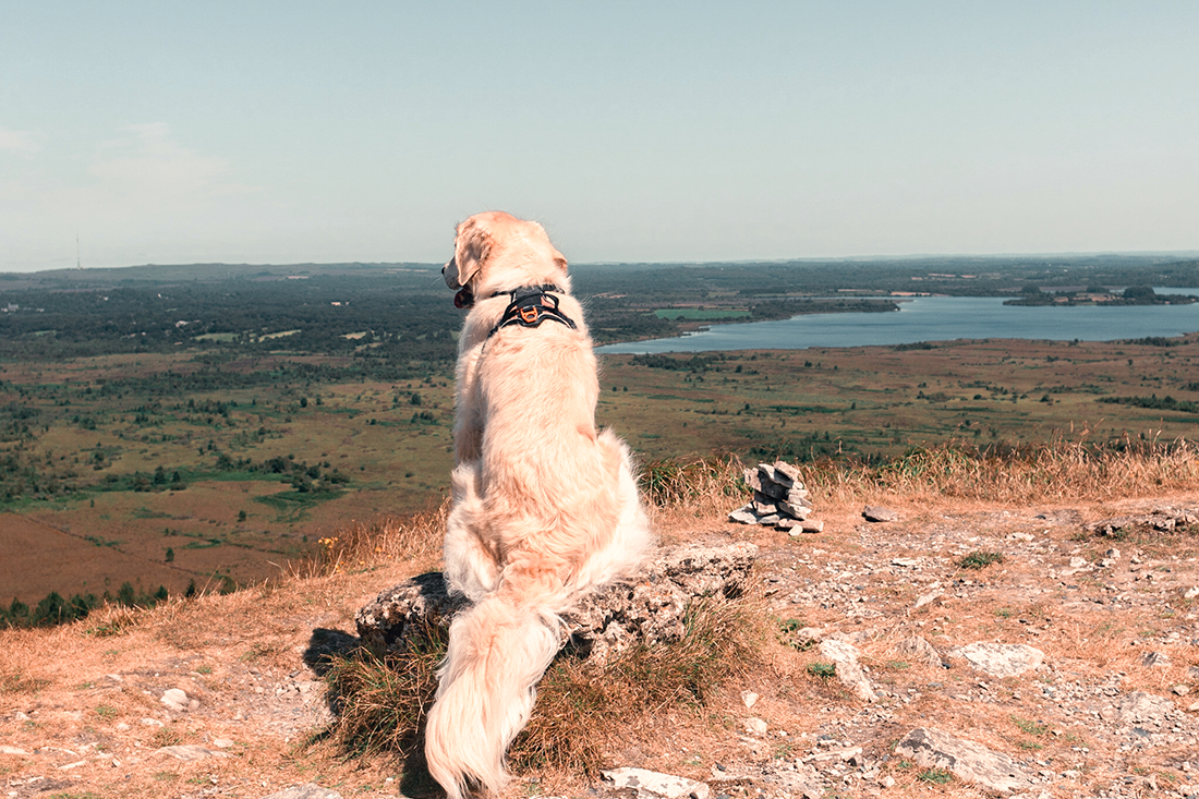 Les Monts d'Arrée avec son chien