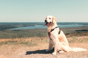 Les Monts d'Arrée avec son chien