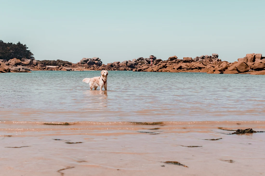 Plage côte de granite rose dans les côtes d'Armor chien