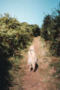 Randonnée en Bretagne avec sonc chien pointe de Bihit