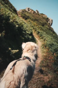 Randonnée en Bretagne avec sonc chien pointe de Bihit