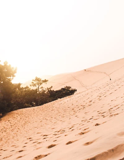 Visiter la dune du Pilat avec son chien