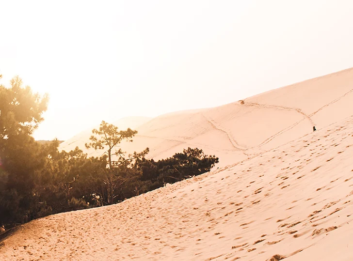 Visiter la dune du Pilat avec son chien