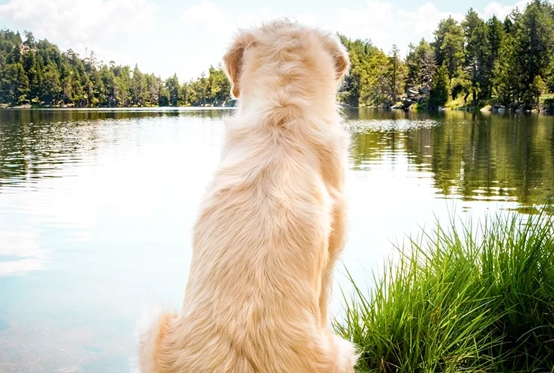 Randonnée dans les Pyrénées avec son chien