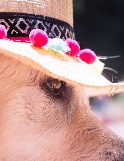 Comment rafraichir son chien quand il fait chaud