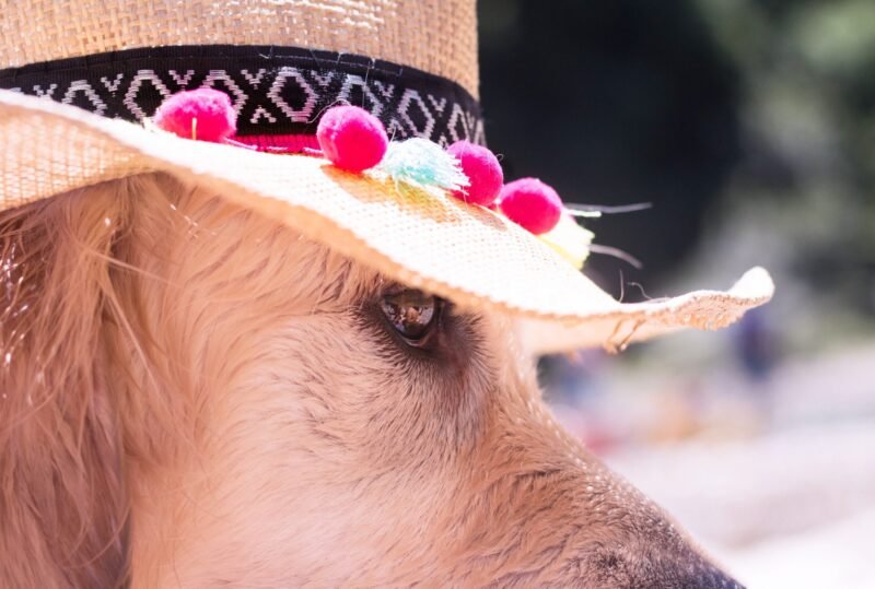 Comment rafraichir son chien quand il fait chaud